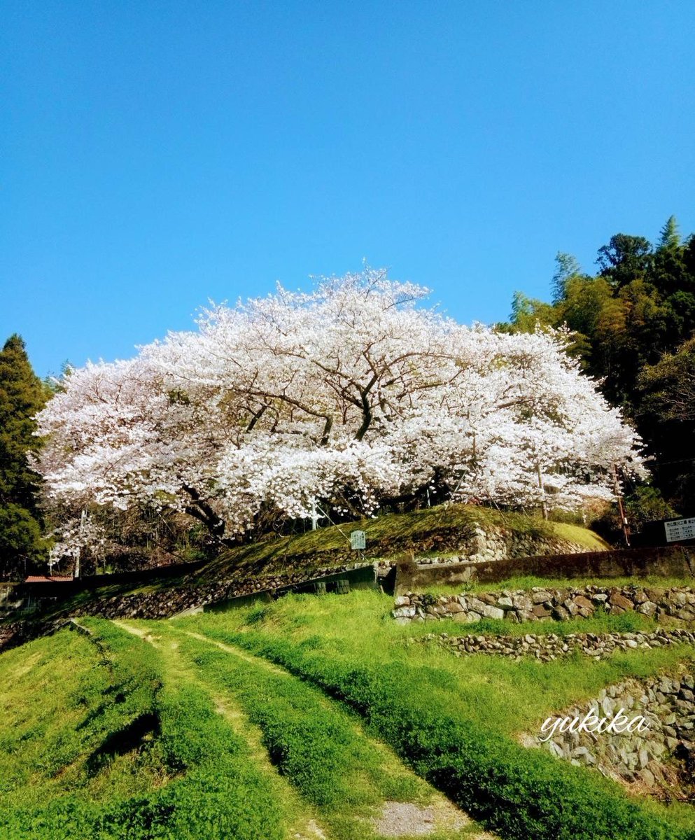 「君の住む町」

四方が山の町だけど
遊びにおいでと
いう便り
地図を広げて
見たところ
ふたつも川が流れてた

田舎料理の数々も
あなたの好み
合うはずと
美味しい絵便り
届けられ
最早行く気で舌ずつみ

君が住んでる町だから
きっと優しい
町のはず
桜の花を
伴って
春日とともに君の町

＃詞紺碧