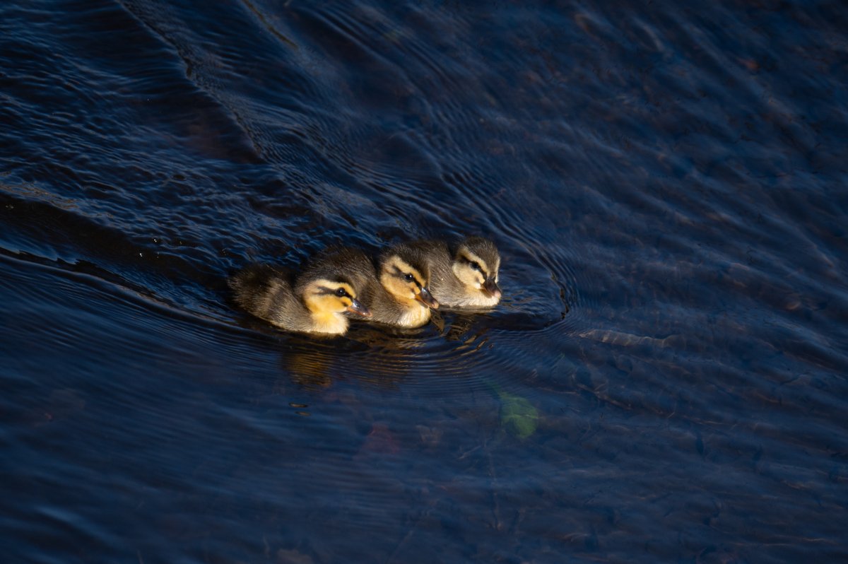 ちょっとだけママから離れて
Nikon Z6 II
TAMRON 150-500mm F/5-6.7 Di III VC VXD Model A057

#birdphotography #babyducks #spotbilledduxk #Tokyo #Japan