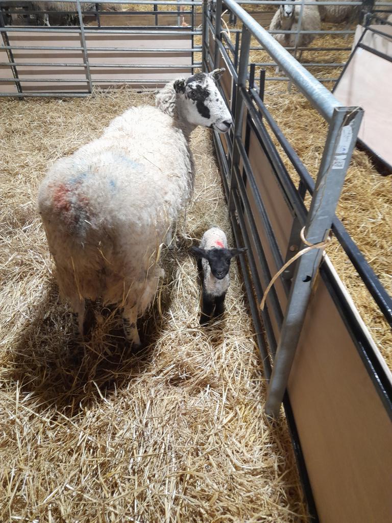 I'm checking sheep arses for mucus. How's your Friday night? #lambing