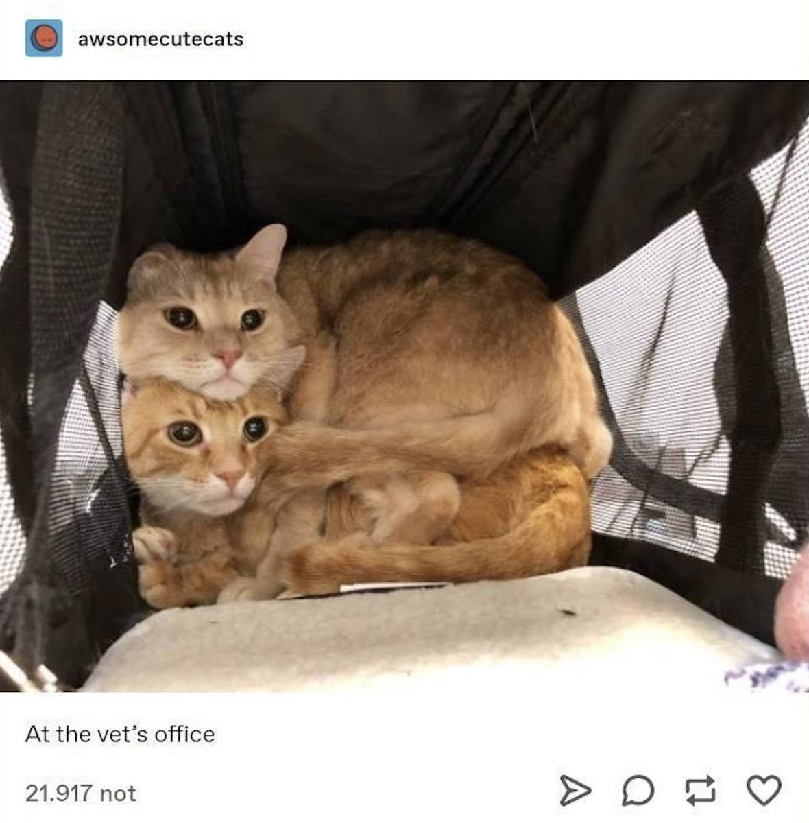 PunchingCat's tweet photo. https://t.co/CC5vc9AM1l