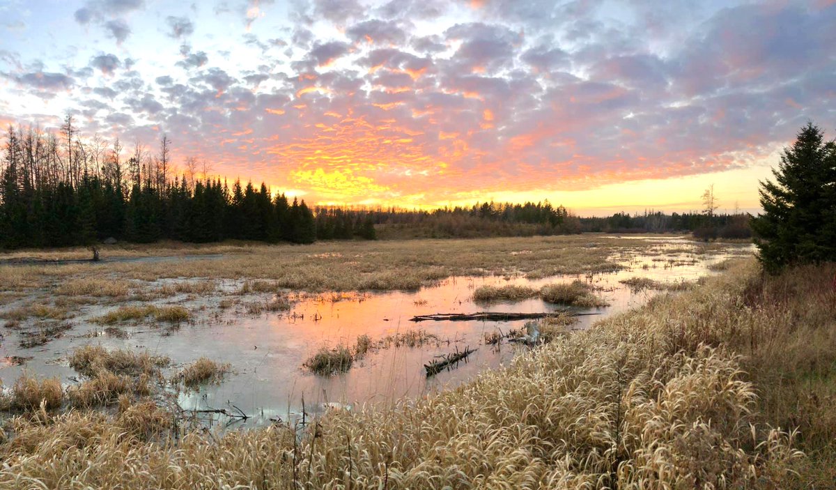 We just released our Wetlands Status and Trends report, and our findings show that more than half of wetlands in the lower 48 states are gone, and losses continue. Loss rates have increased by 50 percent since 2009. 📷: Aroostook National Wildlife Refuge
