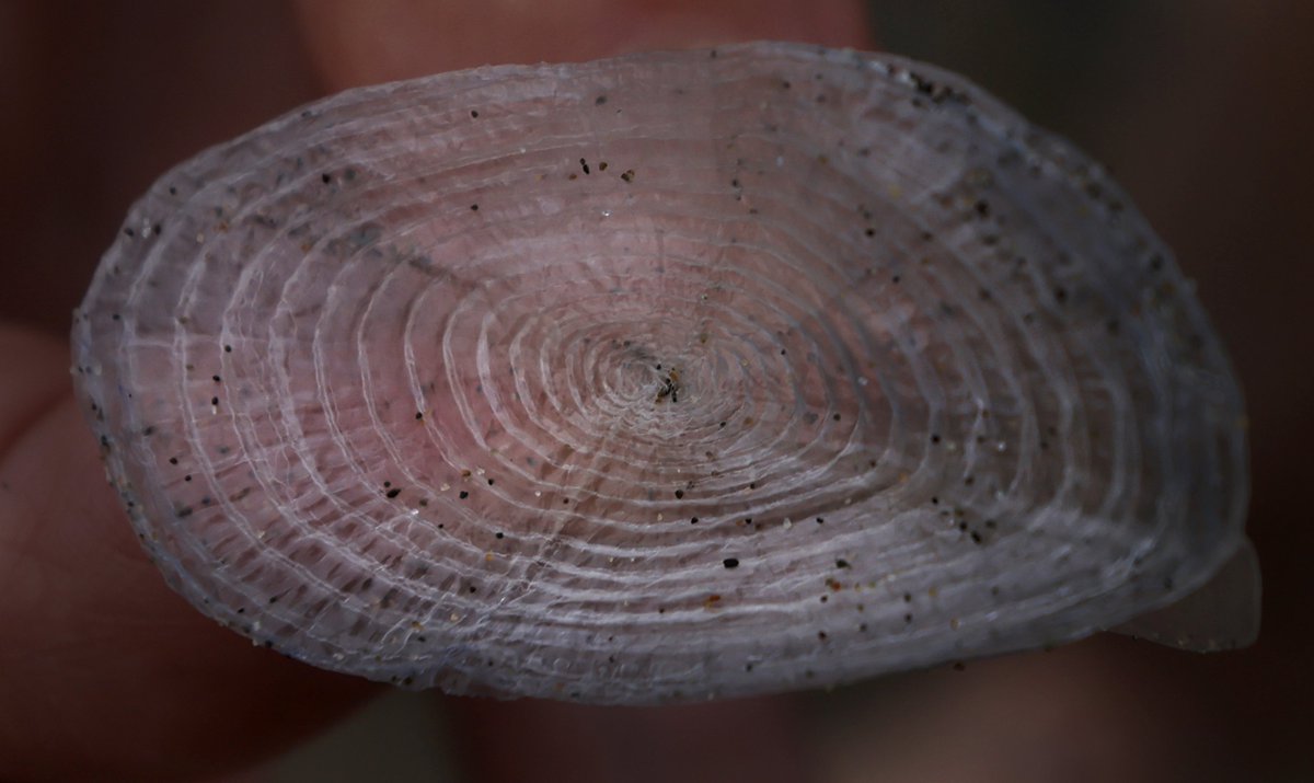 I burrowed way down in the sand this Friday, still pulling sand out of my ears, to make images of Velella velella (by-the-wind sailors) which are washing up by the millions along the CA. and OR. coastlines. Yes, the more there are, the worse it smells. @NorthBayNews