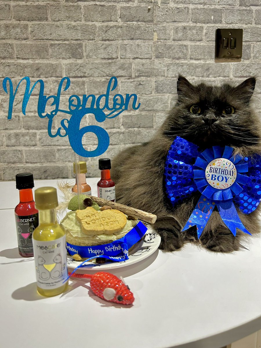 Happy birthday to me! 🎶 Happy birthday to me! 🎵 I’m 6 years old!!!! 😸 I had cat cake 🎂 and some cat wine 🍷! Ready to pawty! 🐾 #cat #birthday #happycat #coolcat #catsrule #catbirthday #happybirthday #meow