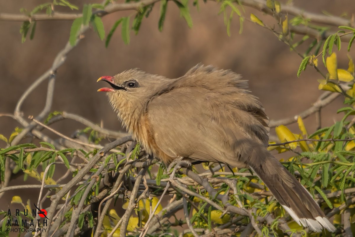 The Sirkeer malkoha or sirkeer cuckoo (Taccocua leschenaultii), one non parasitic bird from the cuckoo family. Super skulker getting it in open is always a bonus. #IndiAves #birds #BirdsOfTwitter #TwitterNatureCommunity