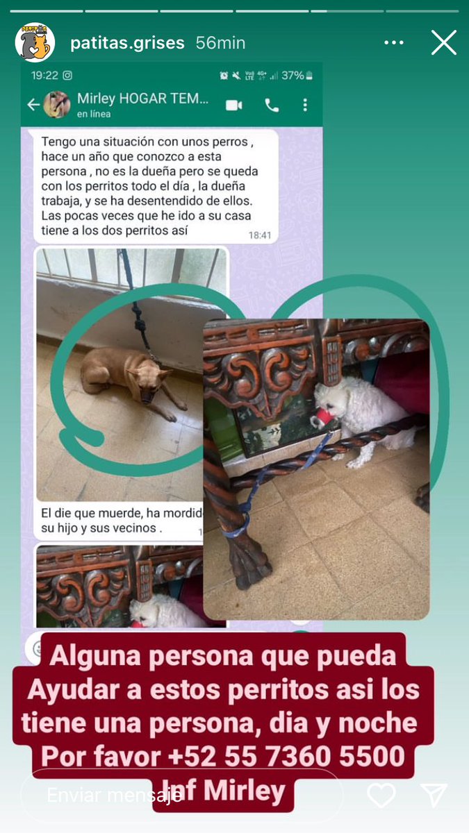 Por fa ayuda! En el post viene el número donde les pueden informar! @PYolkatl_mx @taxianimalista @Animales_CDMX @LicAnimalista @NoticieroAnimal @BeAnimalHeroes @HASF_AnaSDiaz @Yael_LaRuiz @FundacionToby @LetyVarela @mariana_boy @deco_df @RescateAnimal @LinaM99385643 @UribeMerle