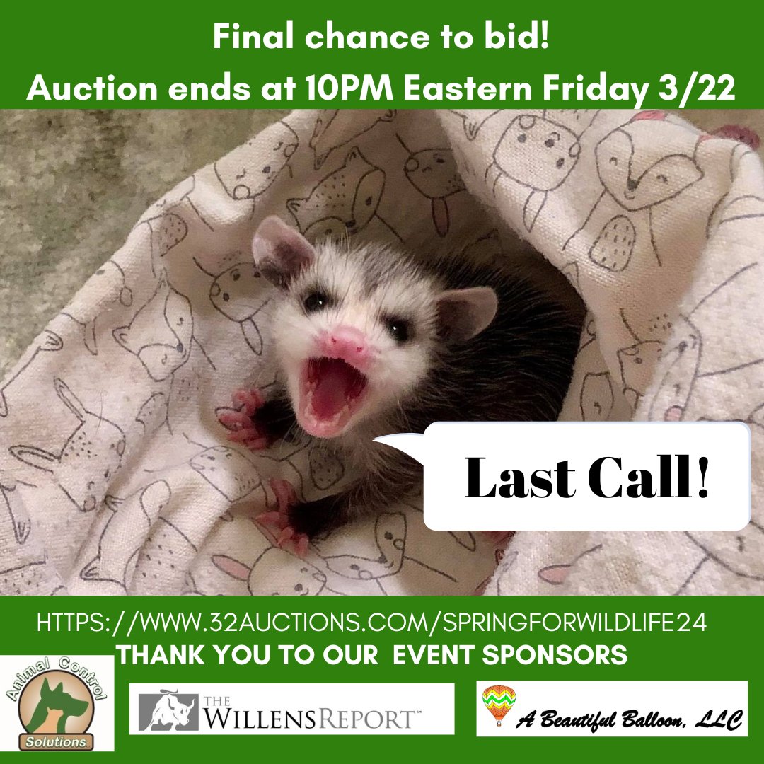 LAST CALL for bids! Bidding ENDS SOON, Friday 3/22 at 10pm Eastern 32auctions.com/springforwildl…

Our wild patients need you to Go WILD!

#Animal #onlineauction #charityFundraiser #onlinebidding #wildliferehabilitation #wildliferehab #virtualauction #nonprofit