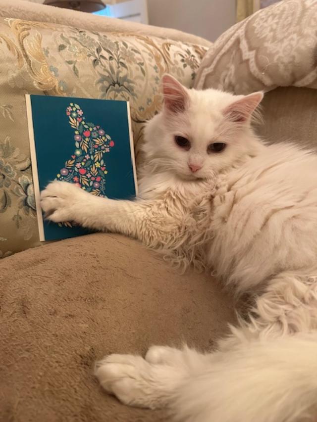 Spicy: An Easter Card! It's soooo purrtty. Thank you @VoneBowly. It makes me feel special and loved. 🤗😻🩵🐇