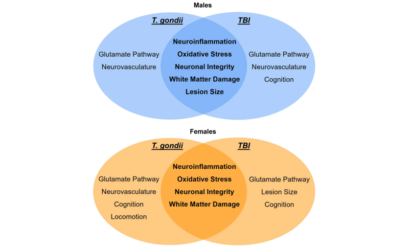Standard_BioT's tweet image. New research from @MonashUni investigated how pre-existing infection modified brain injury outcomes across acute, sub-acute and chronic recovery in mice using microfluidics-based gene expression analysis.
Baker et al.: link.springer.com/article/10.118…
#neuroscience #Biomark #inflammation