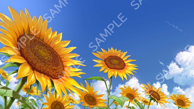 「blue sky sunflower」 illustration images(Latest)