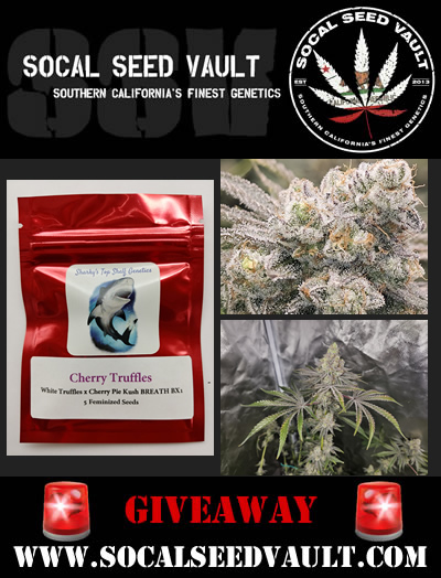 🚨 Giveaway Time! 🚨 Shout out to 🍄 SS Gardens 🍄 from CRUSHING 🔨 the Cherry Truffles grow. In light of his grow diary, we are giving away a pack! To enter: Follow @ShireSGardens & @SocalSeedVault , Tag 2 friends and Share. Ends ~ 3-25 _ Ships 🌎. Special Thanks to SS…