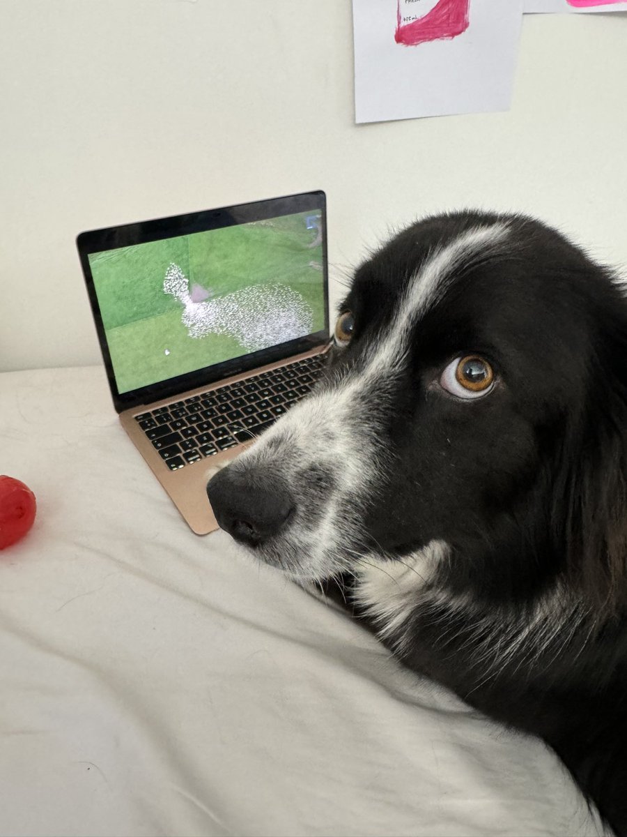 luciaggz's tweet photo. He’s now working from home 🐑 https://t.co/lu67s0pXS2