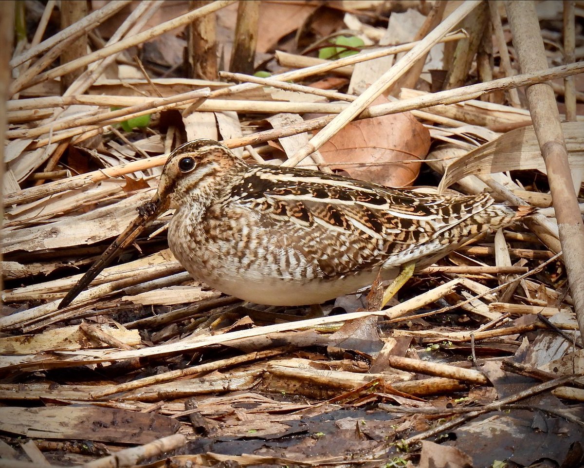 #wilsonssnipe today 03/22/24 at Oakland Lake ,Alley Pond Park in Queens. @BirdQueens