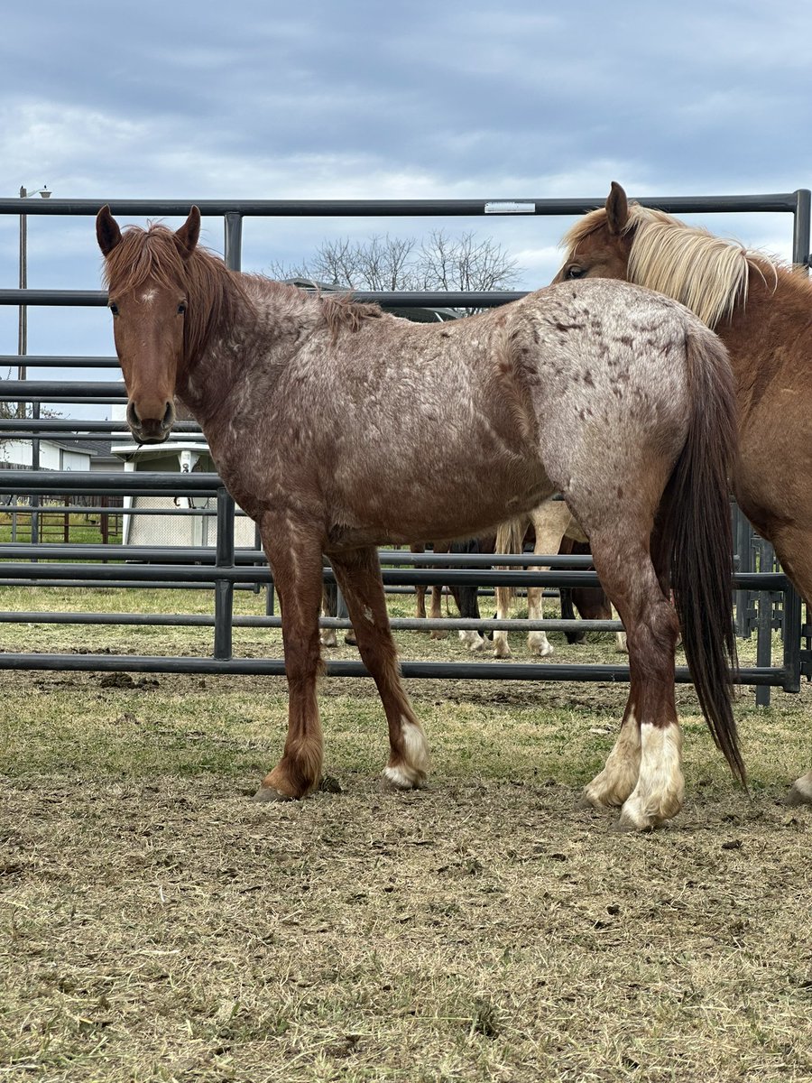 Couldn’t help ourselves and got a BLM mustang! Name recs for her? 🥰 <a href="/DonnieWahlberg/">Donnie Wahlberg</a>