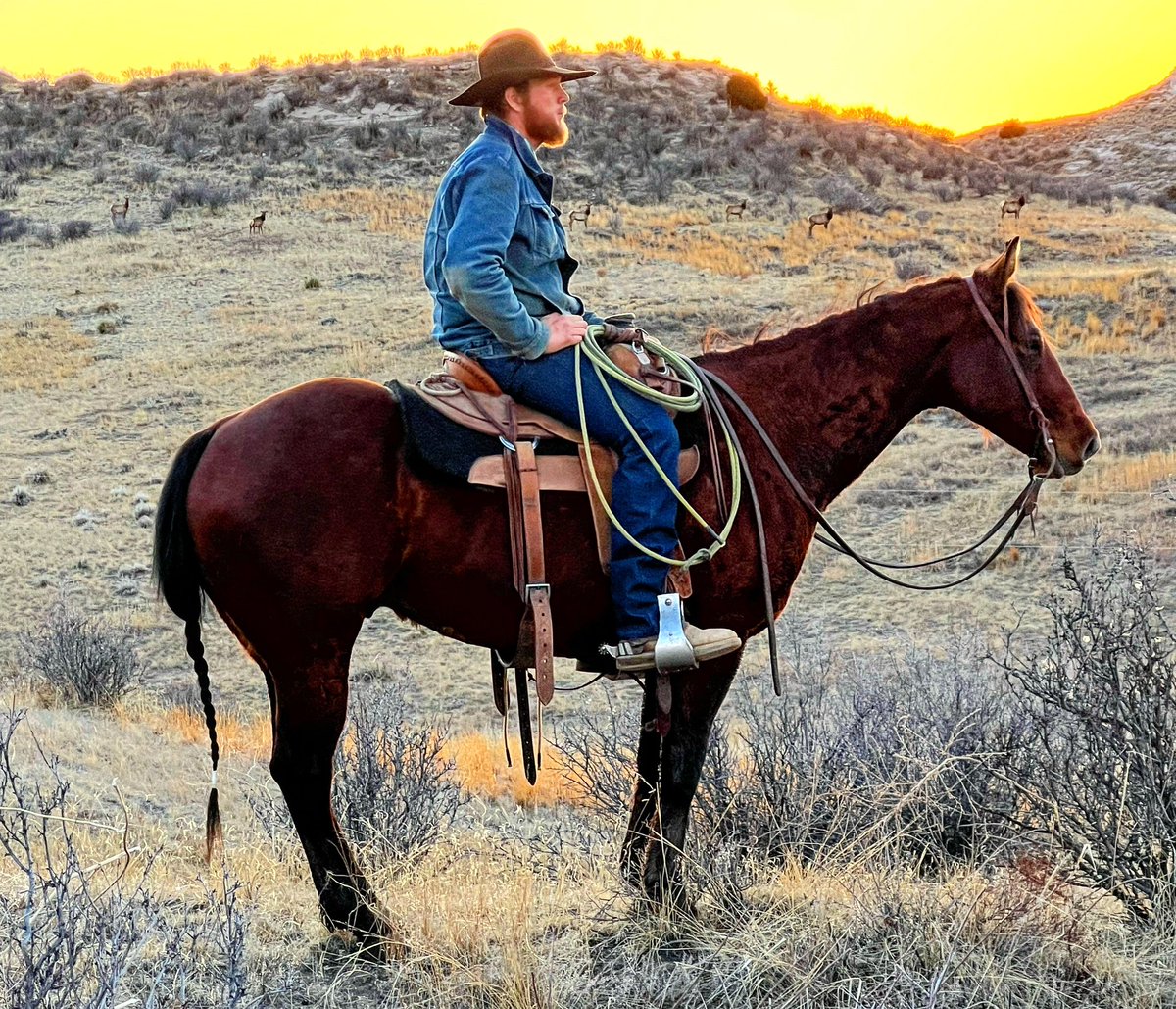 dalle_rutledge's tweet photo. This is the coolest photo I have ever and will ever probably take. 
Ears up, some elk in the background and a Wyoming sunset . https://t.co/71KgukSiUJ