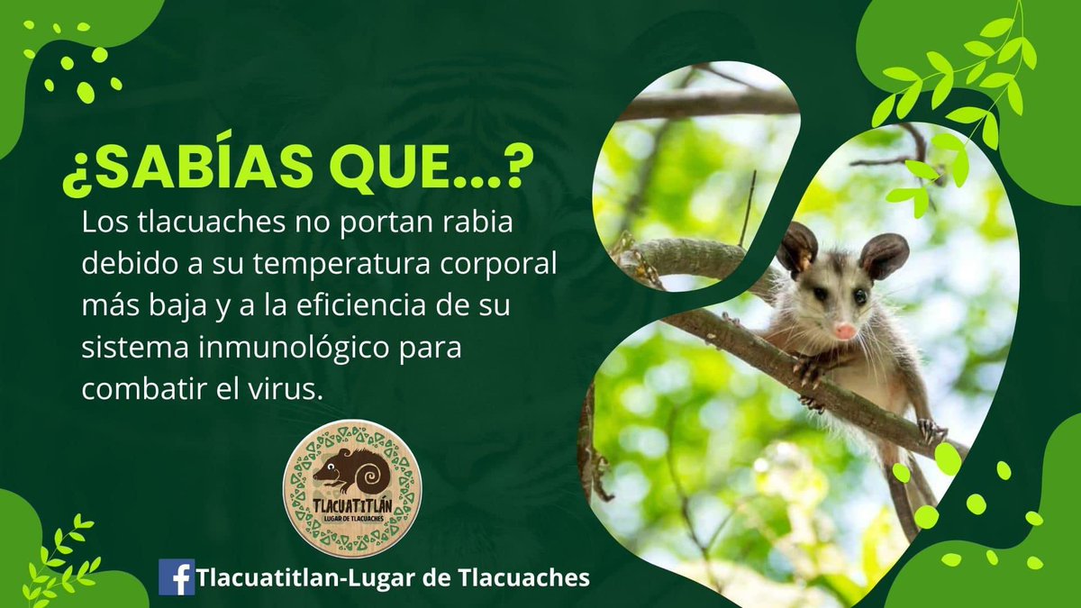 Los tlacuaches son como los buenos vecinos que no te traen problemas. ¡Disfruta de verlos en su hábitat libre de mitos! Nᴏ sᴏɴ ᴘᴏʀᴛᴀᴅᴏʀᴇs ᴅᴇ ʀᴀʙɪᴀ No los alimentes y déjalos coexistir 🍃🌿 Comparte e informa: podrías estar salvando sus vidas. 🐾🫶🙏 <a href="/VivoEnCancun/">Vivo en Cancún 🏖️</a>