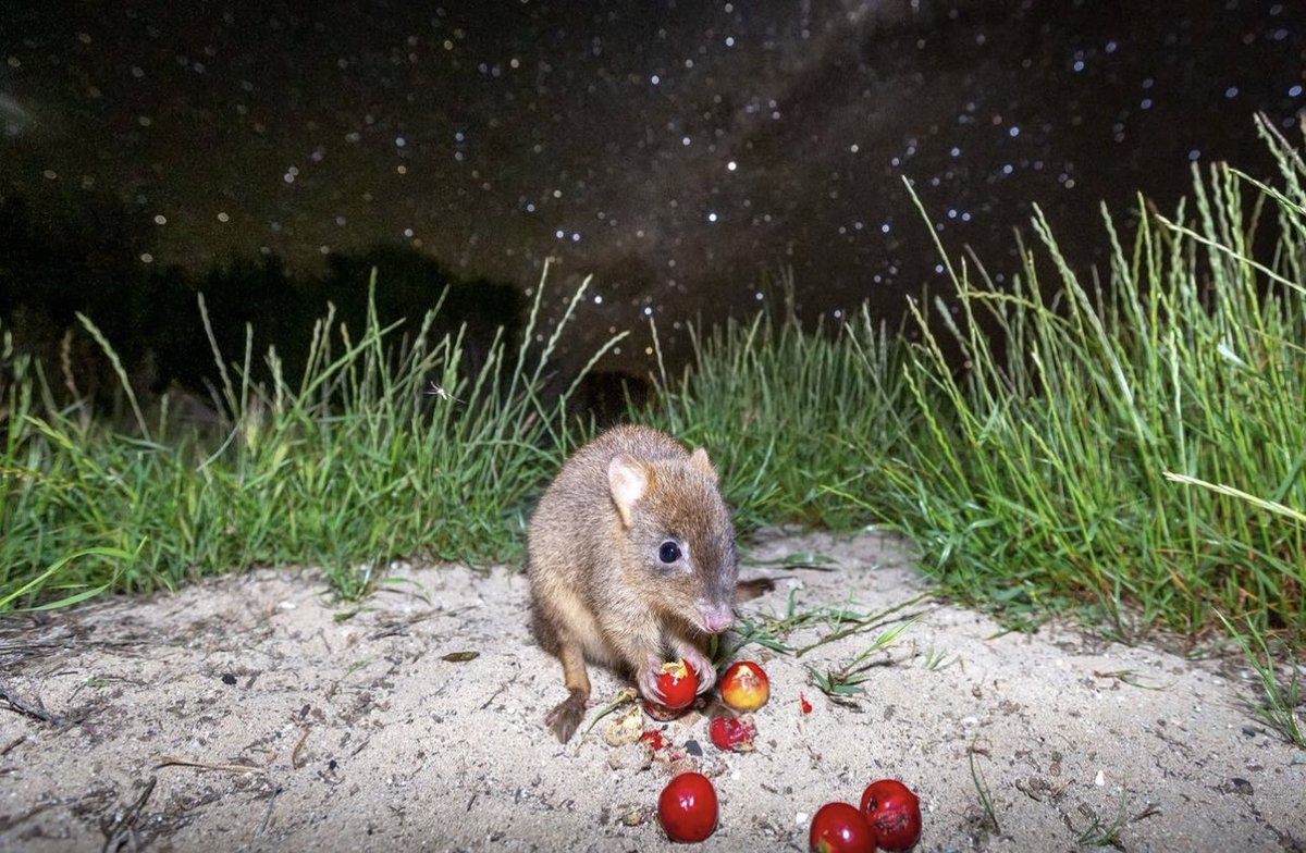 hopes_revenge's tweet photo. oh   My berries     in the moonlight https://t.co/Qn2cmEXjmp