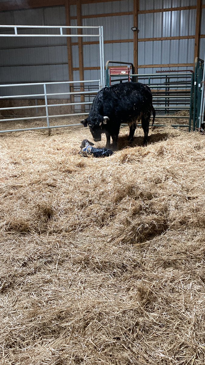 Obligatory first calf picture.