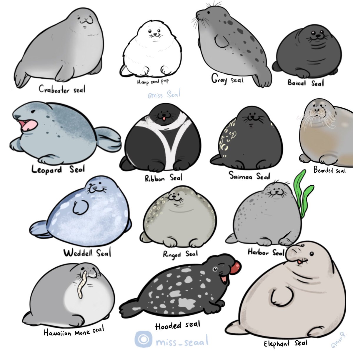 miss_seaal's tweet image. Happy Seal Day! 🦭❤️