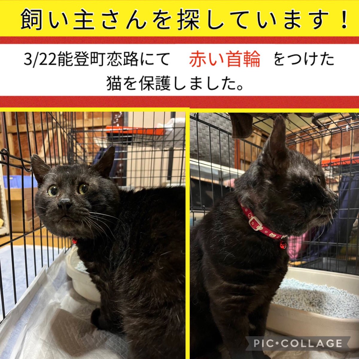 【迷子猫保護しましたー能登町恋路ー】 3/22に能登町恋路にて、赤い首輪をした黒猫を保護しました。 近所の方や町内会の方々に確認をしましたが、誰もご存知ありませんでした。 別の町から移動してきている可能性もあります。 お心当たりのある方はご連絡ください。 →