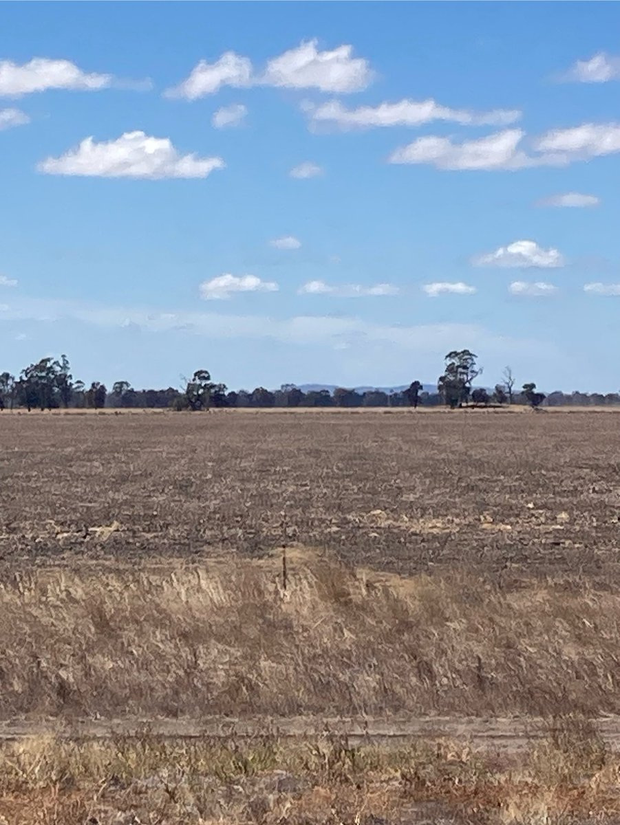 This is my view today. Looking east to the Bolangum rangers. 
Those yellow gum trees (600m away) sticking way up in the air are approx 30 m tall. 
Proposed turbines 280m tall.  
They wouldn’t even fit in pic
Also proposed transmission lines at the foot of the rangers.