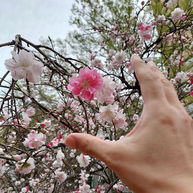 y_mochizuki's tweet photo. 春になると、ピンクの花の写真が増えてきますね。
As spring comes, we start to see more and more pink flowers.
#花 #ピンク #blossom #pinkpetals #ピンクの花 #pinkflowers #春 #spring
#partsmodel #handtalent #handmodel #menshands #menshand
#パーツモデル #手タレ #ハンドモデル #男の手 https://t.co/DRA6sCQDbo