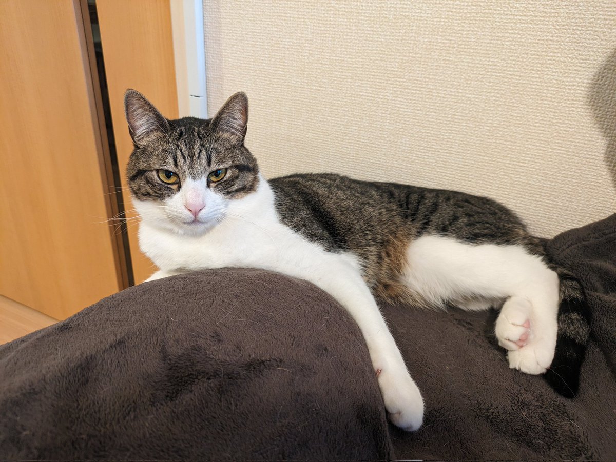 これは湯たんぽを抱いて離さない猫
#猫のいる暮らし
