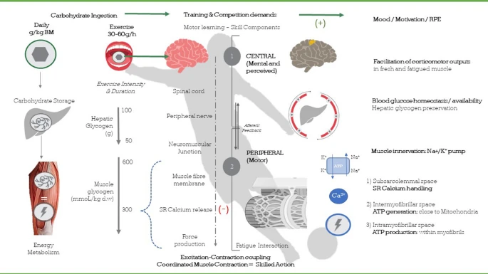 Specialized Training™️ (@tatopek1) on Twitter photo 🔝 A complete revision of "Sport Nutrition" in Vol. 53, Issue 1, Suppl. <a href="/SportsMedicineJ/">Sports Medicine</a>  #GSSI
▶️CHO Nutrition & Skill Performance in ⚽️
▶️Vitamin & Mineral Supplements in Athletes
▶️Creatine: Applications for Brain Health & Function
📂& more open access: link.springer.com/journal/40279/… 🔝 A complete revision of "Sport Nutrition" in Vol. 53, Issue 1, Suppl. <a href="/SportsMedicineJ/">Sports Medicine</a>  #GSSI
▶️CHO Nutrition & Skill Performance in ⚽️
▶️Vitamin & Mineral Supplements in Athletes
▶️Creatine: Applications for Brain Health & Function
📂& more open access: link.springer.com/journal/40279/…