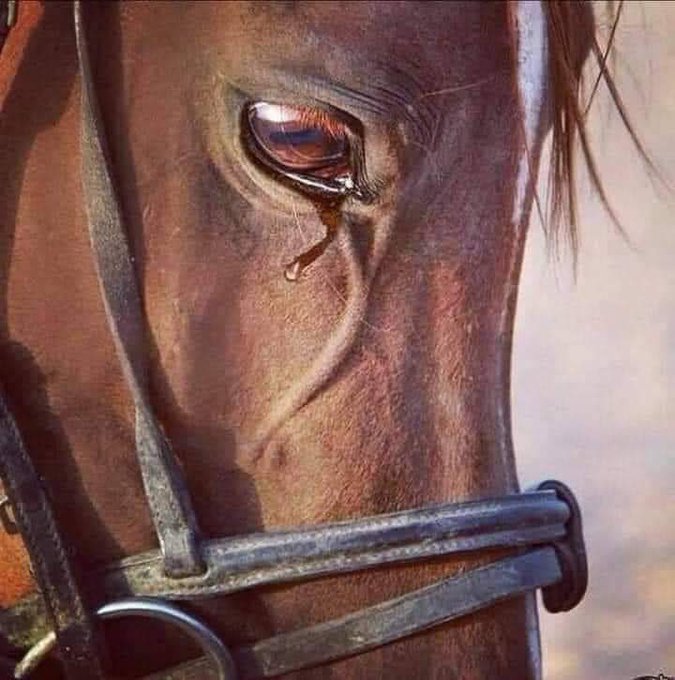 c1li9's tweet image. ضرب الله تعالى لنا مثلًا عظيمًا في سورة العاديات، يجعلنا نستحي منه، فيه أقسم بالعاديات وهي الخيول..
لكن لم يُقسم الله بها وهي واقفة، بل نعتها بصفة الضبح..
الضبح هو صوت أنفاس الخيول عندما يحترق صدرها من شدة الركض،

فقال تعالى«وَالْعَادِيَاتِ ضَبْحًا».
وبصفة أخرى فقال…