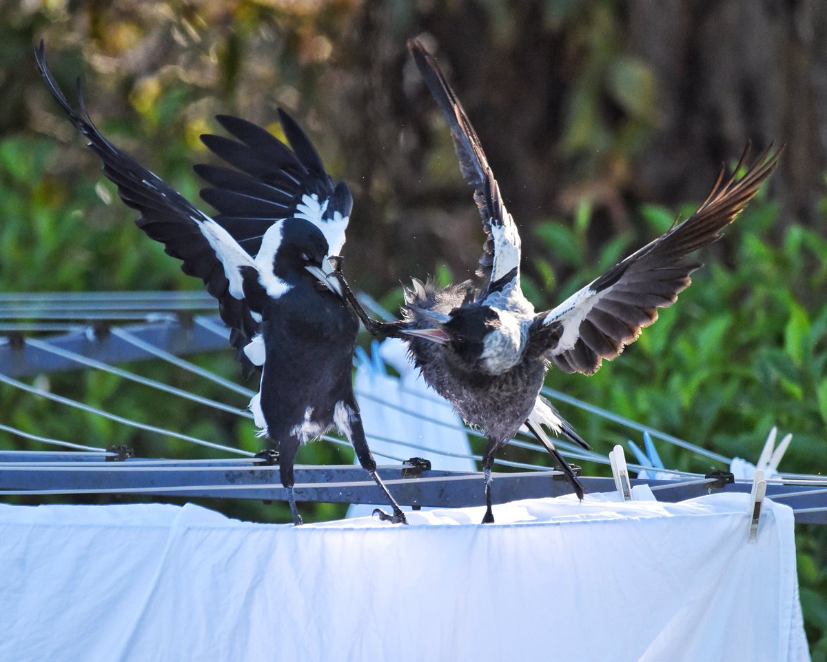 Ninja!

#wildoz #ozbirds #australianmagpie #birdsinbackyards