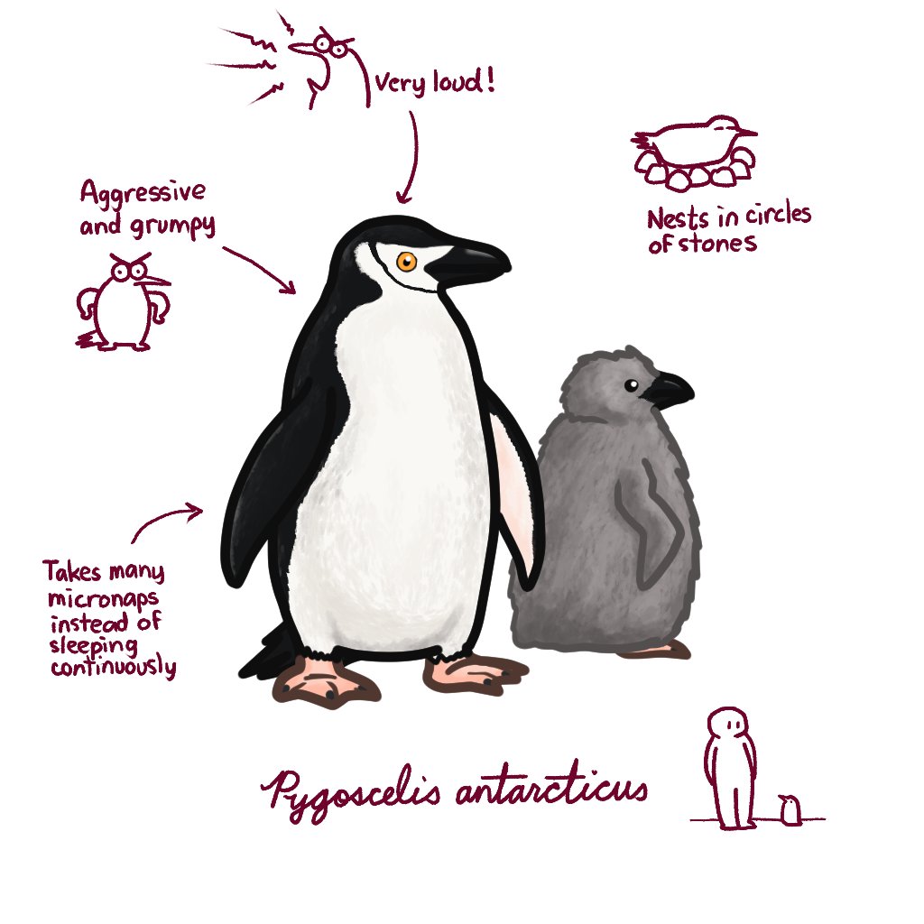 The chinstrap penguin lives in multiple places around the Antarctic region. They defend their nests from thieving neighbors, and at the same time will try to steal stones from other penguins' nests.
#marchofthepenguins #penguin #bird #chinstrappenguin #education #art