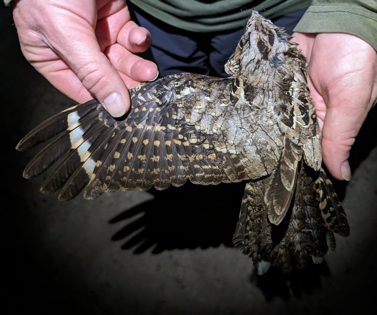 The Pauraque is a very common member of the Nightjar family found throughout central/south America. We ringed this one tonight, a great addition to the ringing totals.