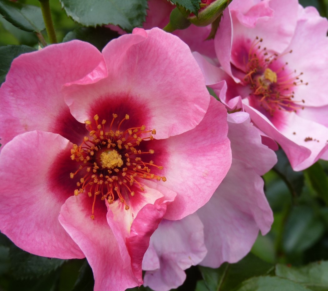 rosa 'Bright as a button'
#NotRoseWednesday #GardeningX #garden