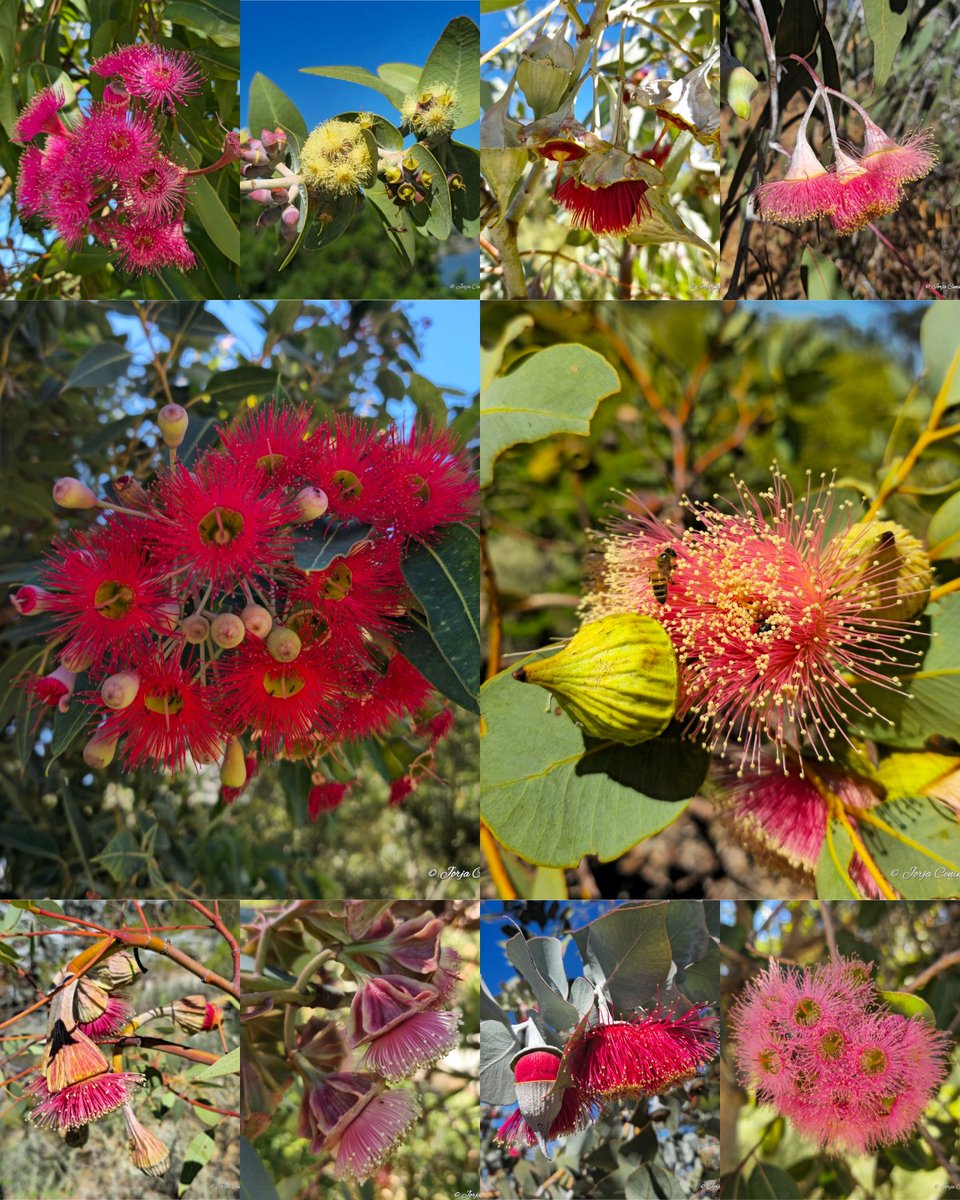 Happy National Eucalypt Day ❤️ #wildflowerhour #flowers #eucbeaut