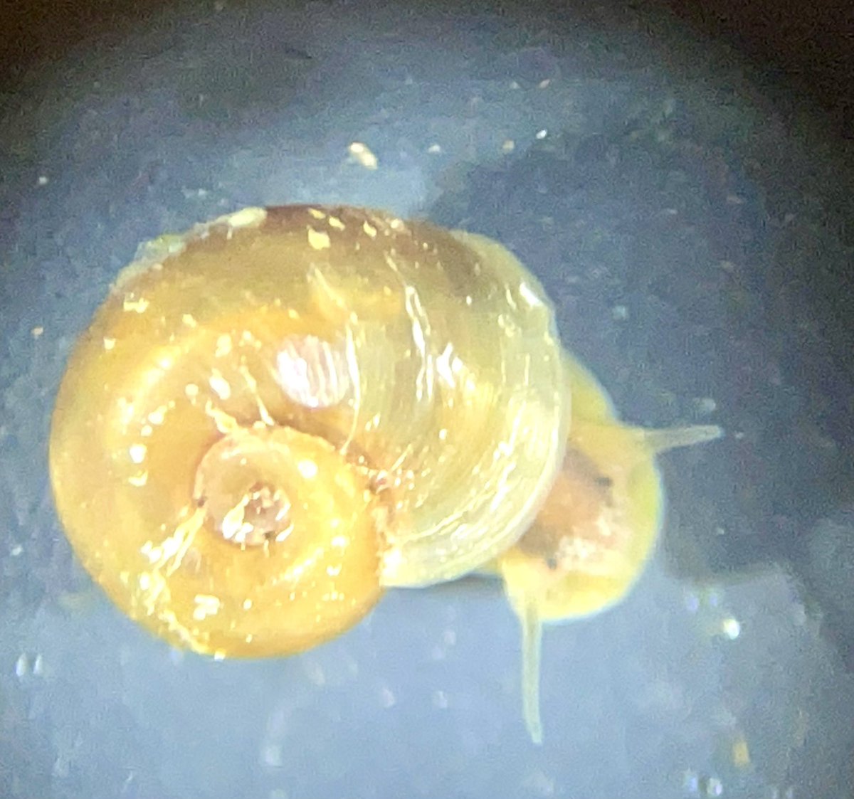 HUGS (@hugs_lstm) on Twitter photo Well done to <a href="/johnarcher088/">John Archer</a> with a new molecular xenomonitoring assay for trematode infections in Biomphalaria <a href="/MLW_Programme/">Malawi Liverpool Wellcome Programme</a> <a href="/NTDsMalawi/">Neglected Tropical Diseases Malawi</a>
sciencedirect.com/science/articlā¦
#schistosomiasis Well done to <a href="/johnarcher088/">John Archer</a> with a new molecular xenomonitoring assay for trematode infections in Biomphalaria <a href="/MLW_Programme/">Malawi Liverpool Wellcome Programme</a> <a href="/NTDsMalawi/">Neglected Tropical Diseases Malawi</a>
sciencedirect.com/science/articlā¦
#schistosomiasis