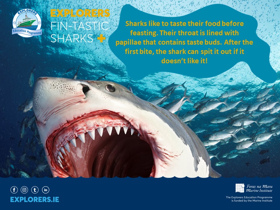 'Sharks like to taste their food before feasting. Their throat is lined with papillae that contains taste buds. After the first bite, the shark can change its mind and reject the food if it doesn’t like it!' - Friederike Eimer For more awesome elasmobranch facts, see our new…