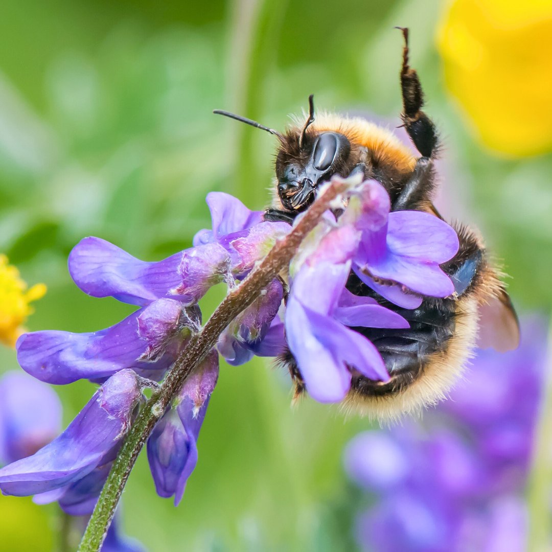 Bumblebee Conservation Trust tweet media