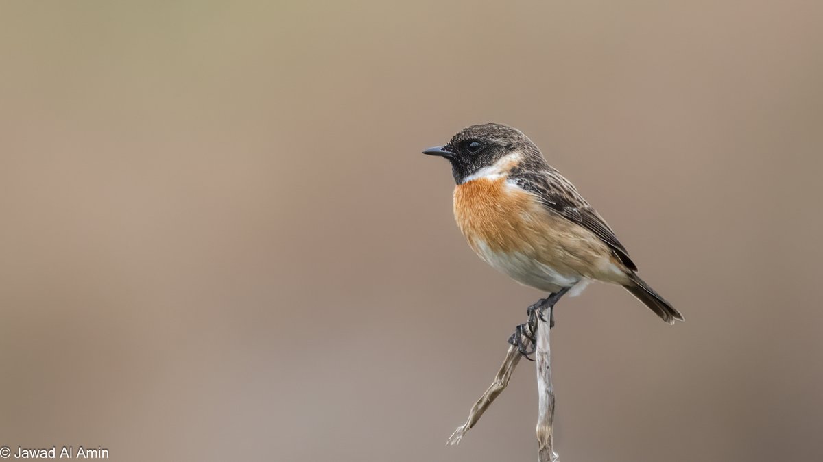 BirdsLebanon's tweet photo. The #ABCL team is conducting important research on Lebanon's #maritime and #coastal #bird species, aiming to protect these habitats by identifying key areas for conservation. Gratitude is extended to the @GreengrantsFund  for their support of this essential initiative. https://t.co/FwLPhKf8JR