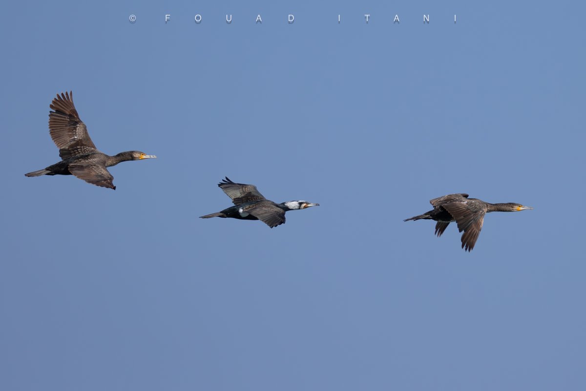 BirdsLebanon's tweet photo. The #ABCL team is conducting important research on Lebanon's #maritime and #coastal #bird species, aiming to protect these habitats by identifying key areas for conservation. Gratitude is extended to the @GreengrantsFund  for their support of this essential initiative. https://t.co/FwLPhKf8JR