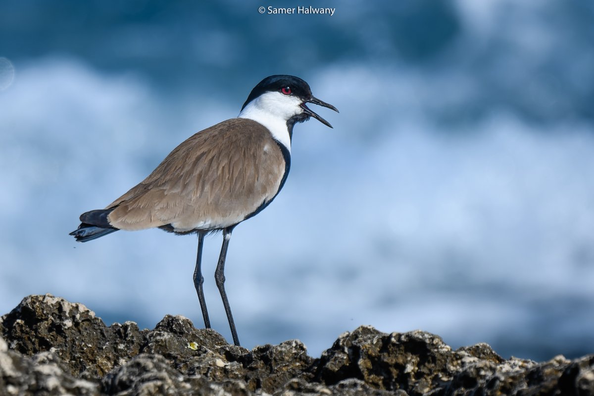 BirdsLebanon's tweet photo. The #ABCL team is conducting important research on Lebanon's #maritime and #coastal #bird species, aiming to protect these habitats by identifying key areas for conservation. Gratitude is extended to the @GreengrantsFund  for their support of this essential initiative. https://t.co/FwLPhKf8JR