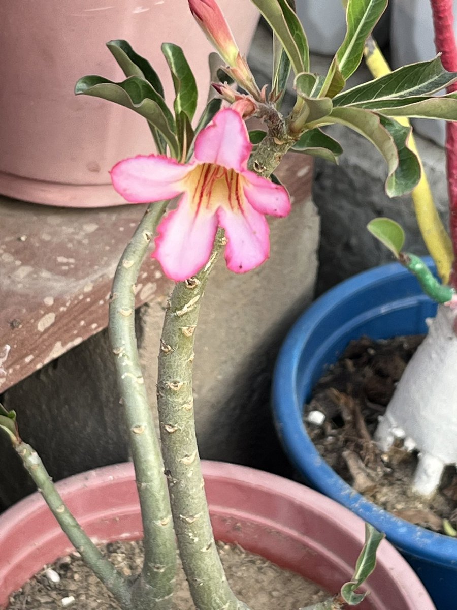 ShaliniGarg7's tweet image. Finally they are waking up from a long sleep 😀

#Adenium