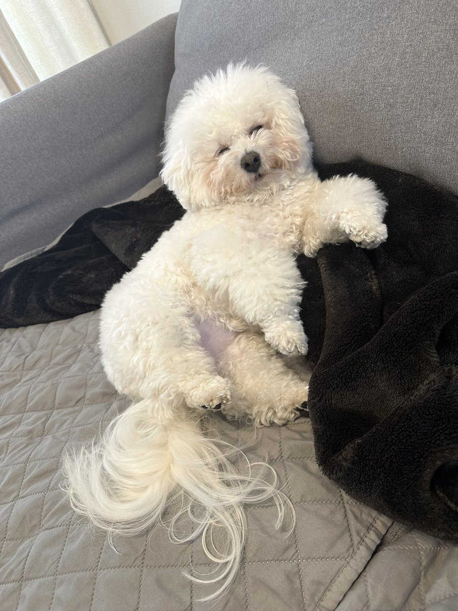 ソファでまったりお昼寝中😴💤

#ビションフリーゼ 
#いぬのいる暮らし 
#お昼寝中