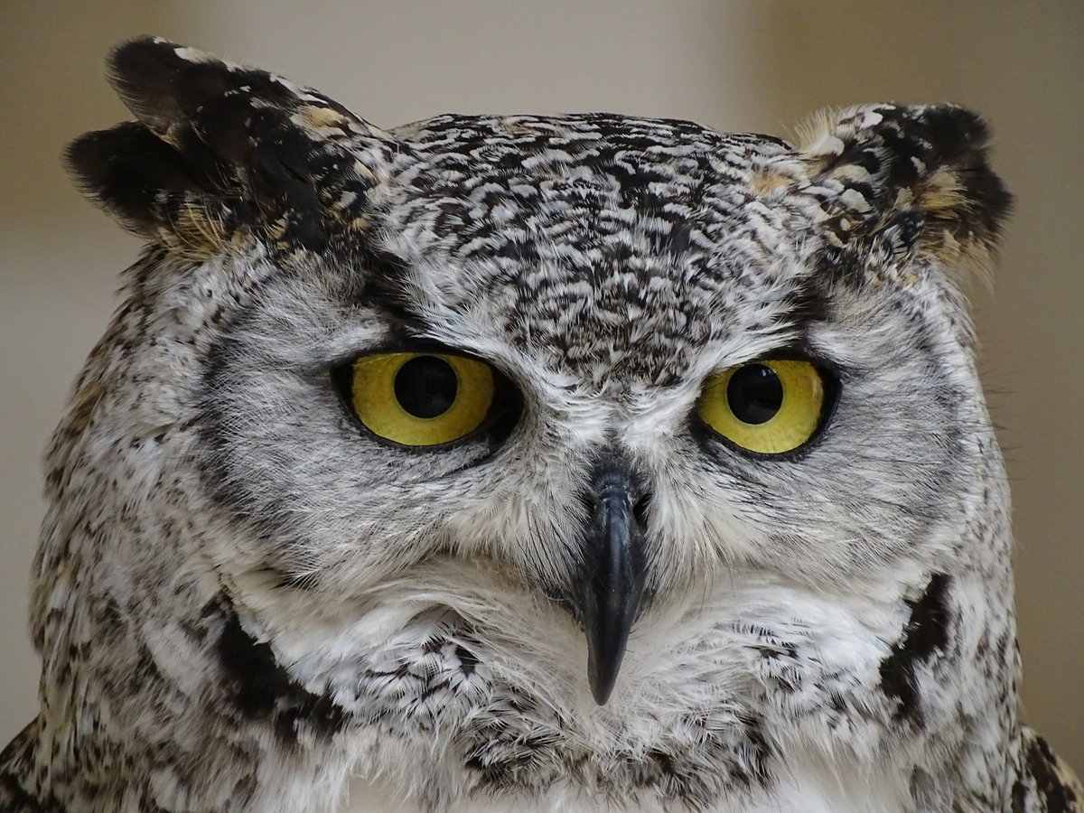 fffict's tweet photo. As chosen by Judge Adele Evershed
@AdLibby1
FFF Competition Twenty Highly Commended:
My mother has become an owl
by
Jane Broughton
@janeb323
#flashfiction
https://t.co/U6kZHzIaaa https://t.co/OdqplqFZMJ