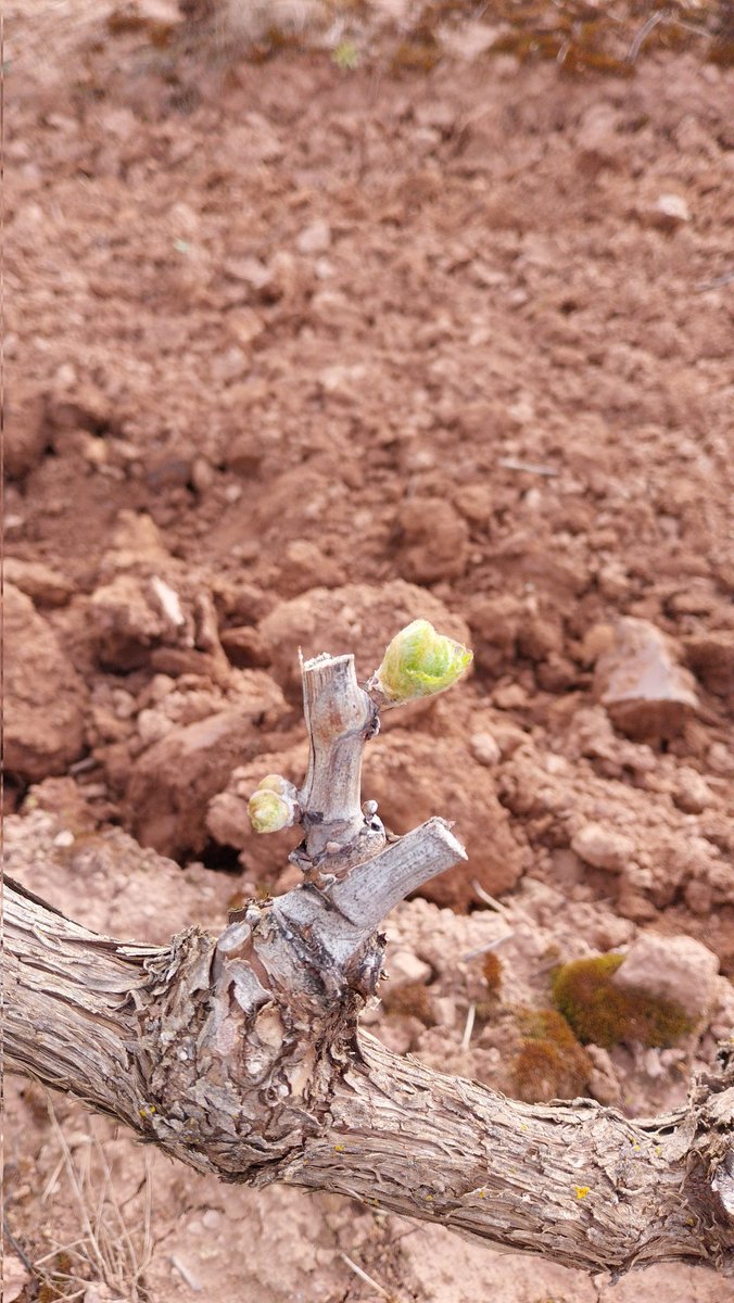 Garnacha en Cordovin. 23-03-24