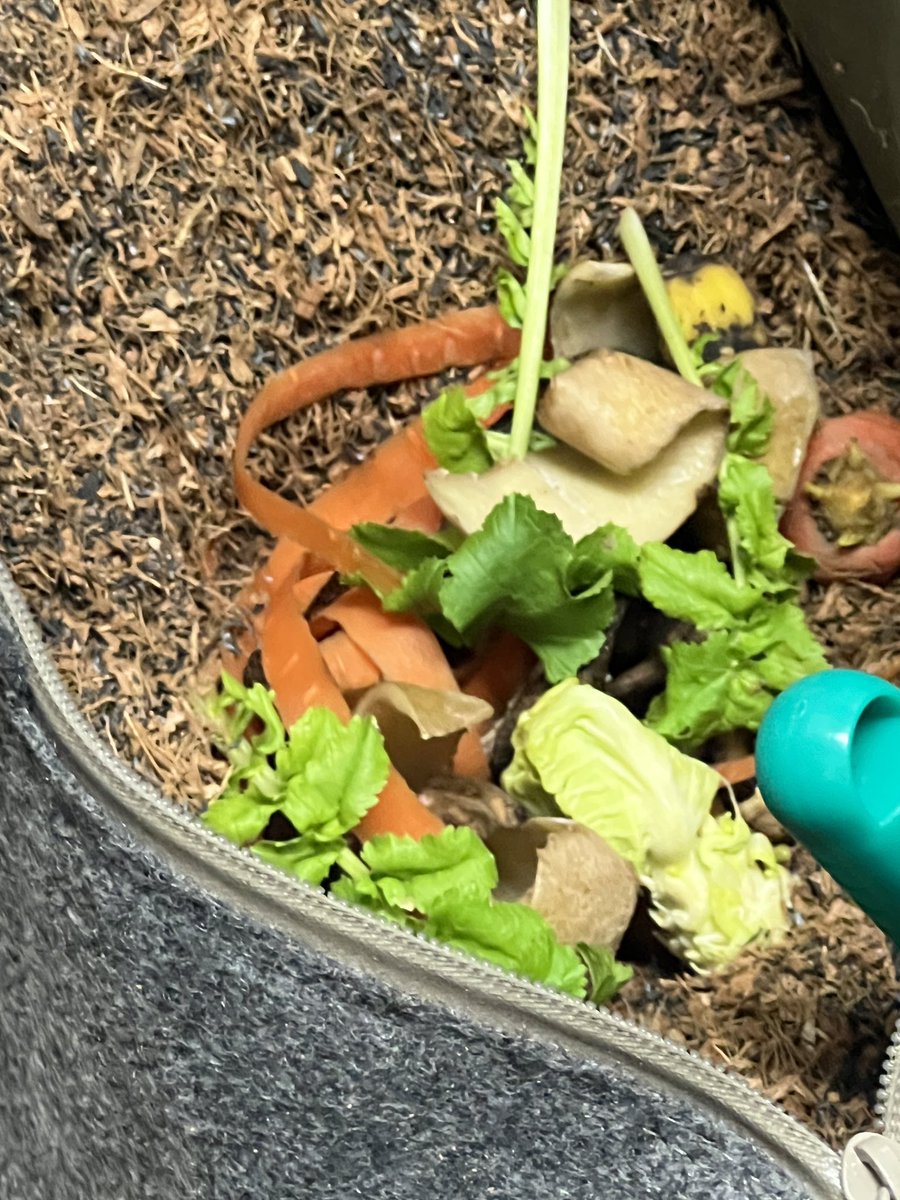 compost855's tweet photo. 本日久しぶりに「LFCコンポスト入門講座」を開催しました‼︎
狭い場所での開催でしたが、和気藹々と和やかな講座になりました。
みなさん前から興味があったと言うことで、波長もよくなんだかいい雰囲気♪
ご参加いただいたみなさまありがとうございました😊
次回は6月頃に開催予定です！
#国立市 https://t.co/YjVTSHt7ZT