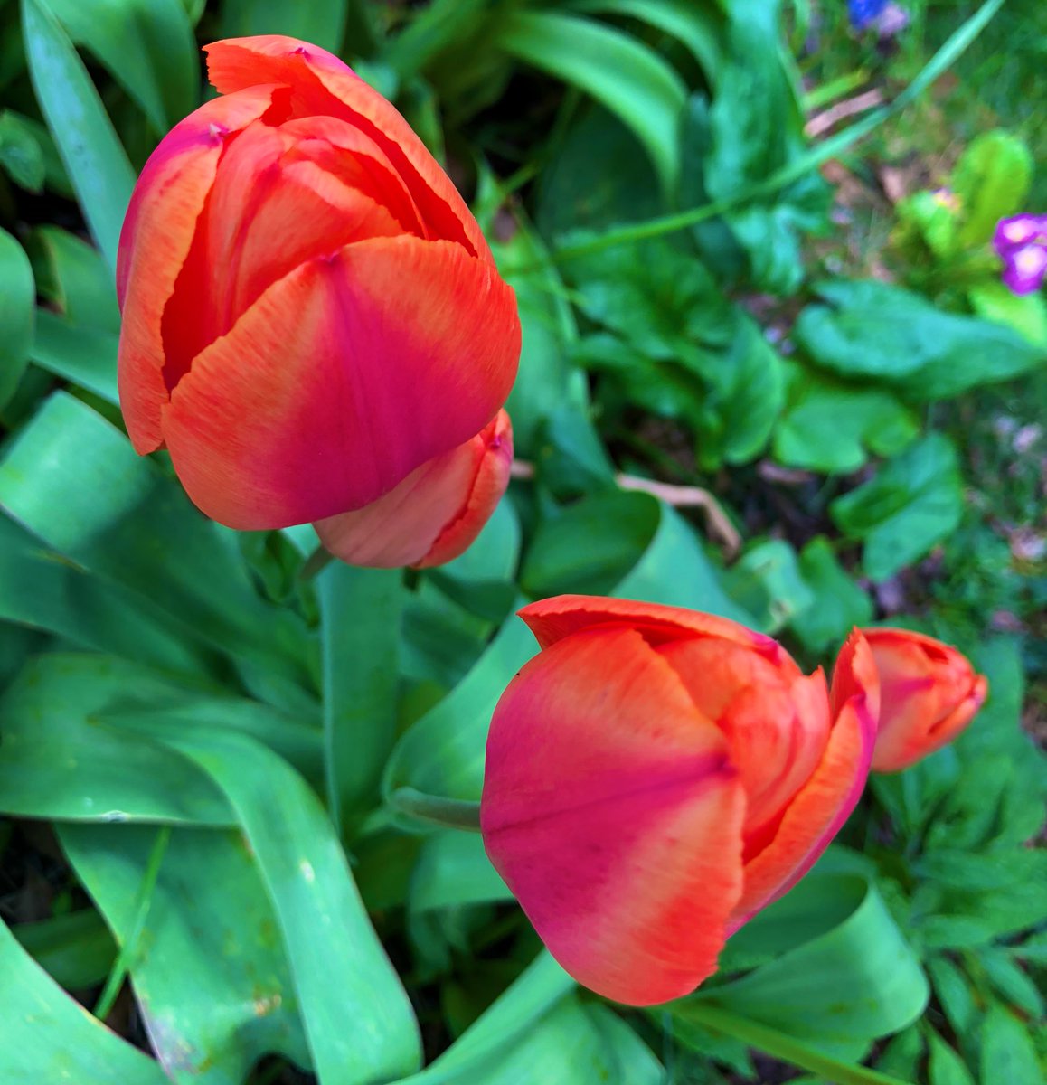 Good morning Beautiful People🥰🌷 Wonderful Saturday to you all, have a beautiful day and share those amazing smiles. What simple things make you happy, today? #Weather #Nature #naturewalk🌷 #NatureBeautiful #tulips #Photos #StormHour #ThankYou #ThePhotoHour #ThemeOfTheWeek