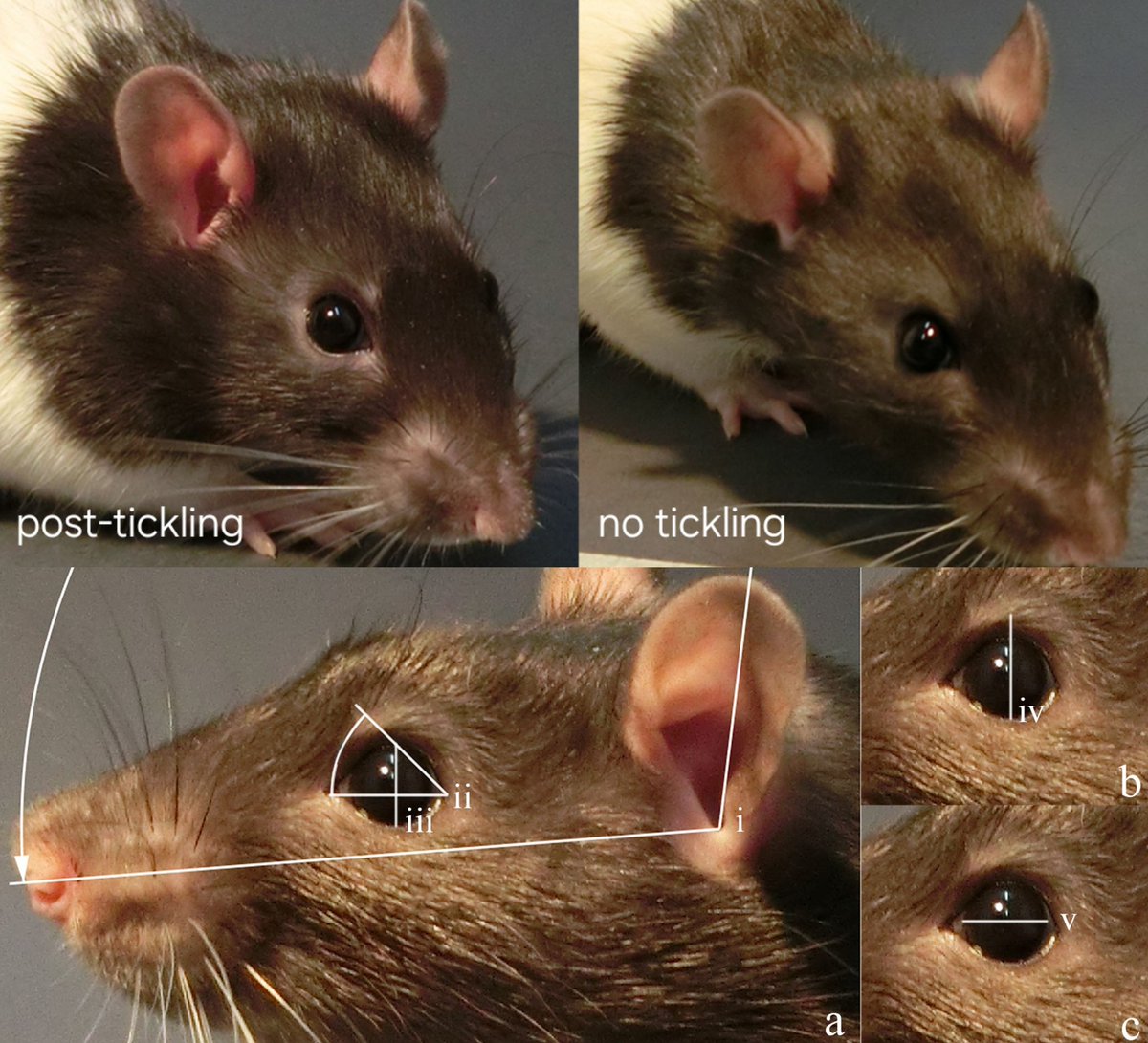 they did a study where they performed a "tickling procedure" on rats to see their happy faces 🥺❤️