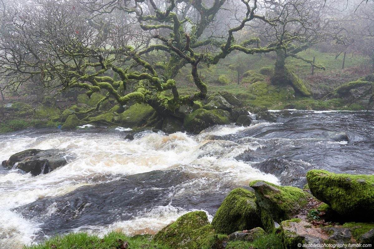 lacrymarias's tweet image. 