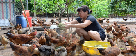 New research findings from our #Vietnam team back holistic interventions for sustainable #poultry sector development and a move away from traditional #PublicHealth technical fixes. #OneHealth #zoonoses @GCRF @UKRI_News 1/6