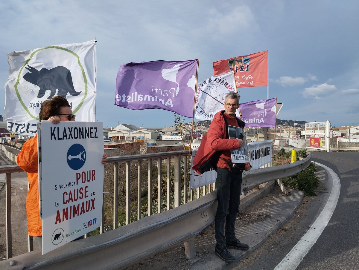 AllianceEthique's tweet image. Action/vigie en cours devant le port de #Sète, 1er port européen pour l'exportation d'animaux vivants. Plus de 100 000 bovins, ovins, caprins sont embarqués chaque année dans ce port de la honte ! @L214 @SaveSete  @PartiAnimaliste #Souffranceanimale