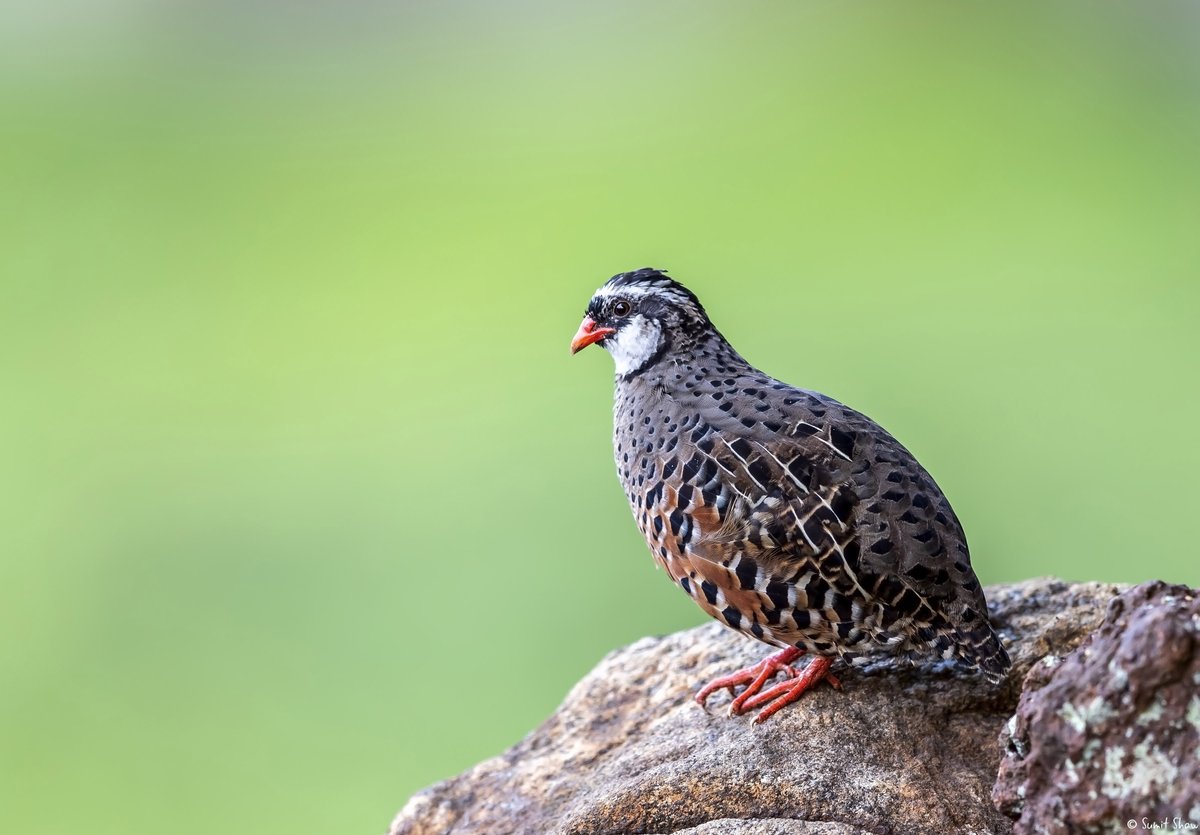 i_Birde_LLP's tweet photo. Painted Jungle Quail
#PaintedJungleQuail #BlueBreastedQuail #BirdPhotography #NaturePhotography #BirdWatching #WildlifePhotography #BirdsOfAsia #FeatheredFriends #Birding #Birders https://t.co/xZOfoOlXLc